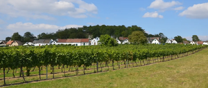 Ein Weinberg unter einem teilweise bewölkten Himmel mit mehreren Häusern im Hintergrund, einige mit roten Dächern.