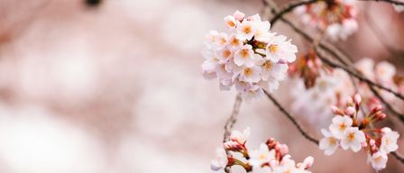 Ein Nahaufnahme von einem Cluster von rosa und weißen Kirschblüten mit gelben Zentren auf einem unscharfen Hintergrund.