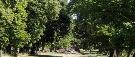 Ein Weg, gesäumt von großen Bäumen, Sonnenlicht durch die Blätter. Ein Stapel von Baumstämmen ruht auf dem Grasfeld.