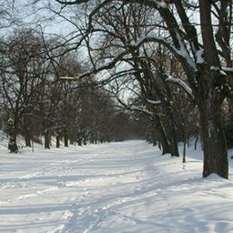 Ein verschneiter Weg, umgeben von laublosen Bäumen, die mit Schnee bedeckt sind. Der Boden und die Bäume sind mit frischem Schnee bedeckt.