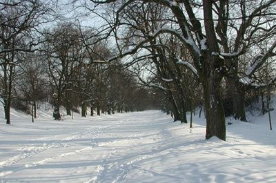 Ein verschneiter Weg, umgeben von laublosen Bäumen, die mit Schnee bedeckt sind. Der Boden und die Bäume sind mit frischem Schnee bedeckt.