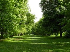 Ein grasbewachsener Park mit hohen Bäumen und üppiger Grünfläche unter einem hellen Himmel. Der Weg ist breit und lädt zu einem gemütlichen Spaziergang ein.