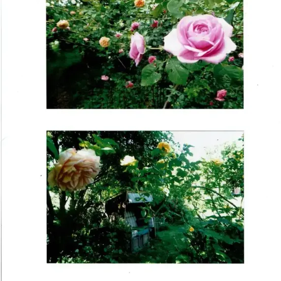 Zwei Fotos eines Gartens voller Rosen. Das erste Foto zeigt eine Vielzahl von Rosen in verschiedenen Farben und einer großen rosa Rose im Vordergrund. Das zweite Foto zeigt eine Nahaufnahme einer weißen Rose mit Blättern im Hintergrund.