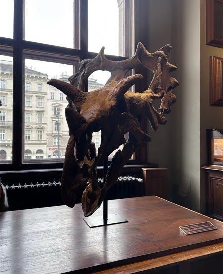 Ein alter Schädel, möglicherweise von einem prähistorischen Tier, steht prominent auf einem Holztisch mit Blick auf eine Stadt durch ein großes Fenster.