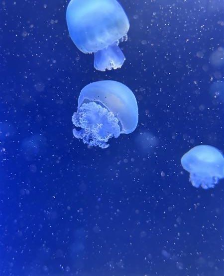 Drei Quallen schwimmen anmutig in einem Aquarium gegen einen blauen Hintergrund mit verstreuten Lichtpartikeln.