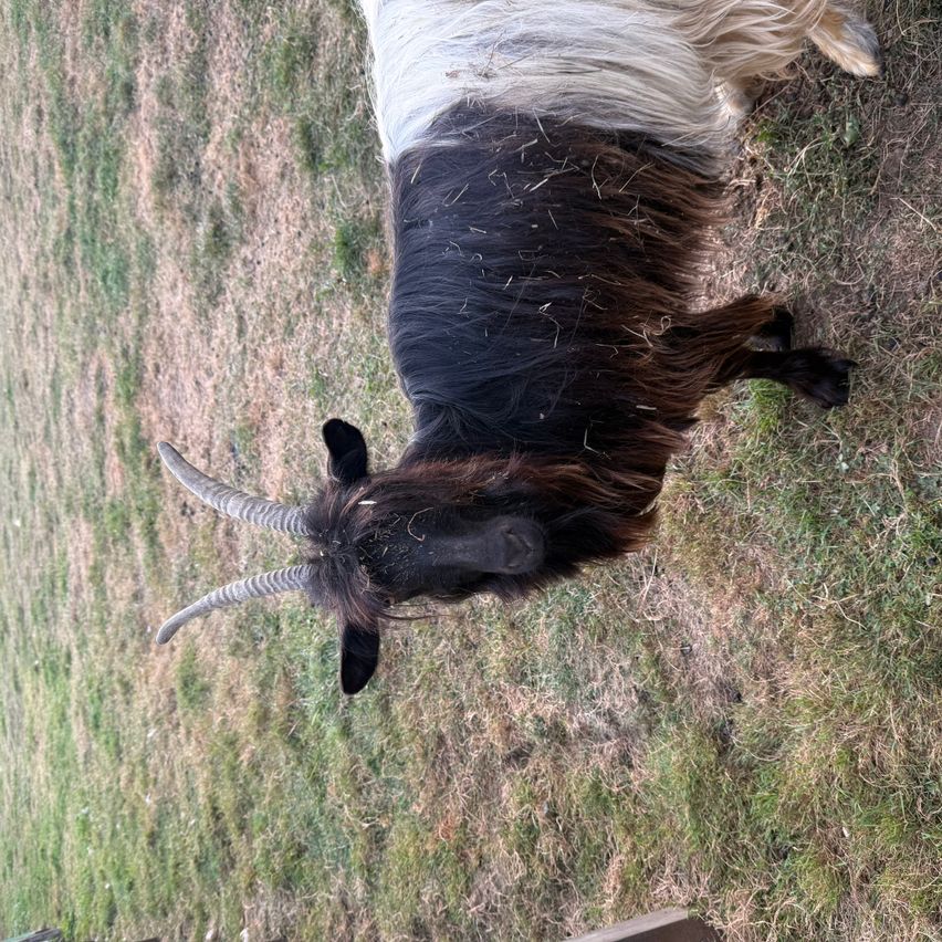 Ein schwarz-weißes Schaf mit langen, gebogenen Hörnern liegt auf einem Grasfeld. Es scheint etwas anzuschauen.