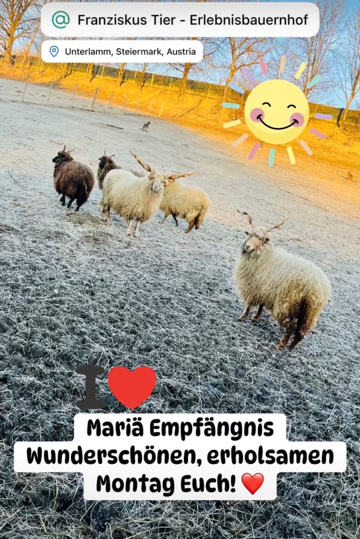 Eine Gruppe Schafe geht auf einem verschneiten Feld, wobei ein Schaf anführt, während eine Sonne mit einem lächelnden Gesicht über ihnen ist. Der Text 'I Maria Empfangnis' wird unten angezeigt.