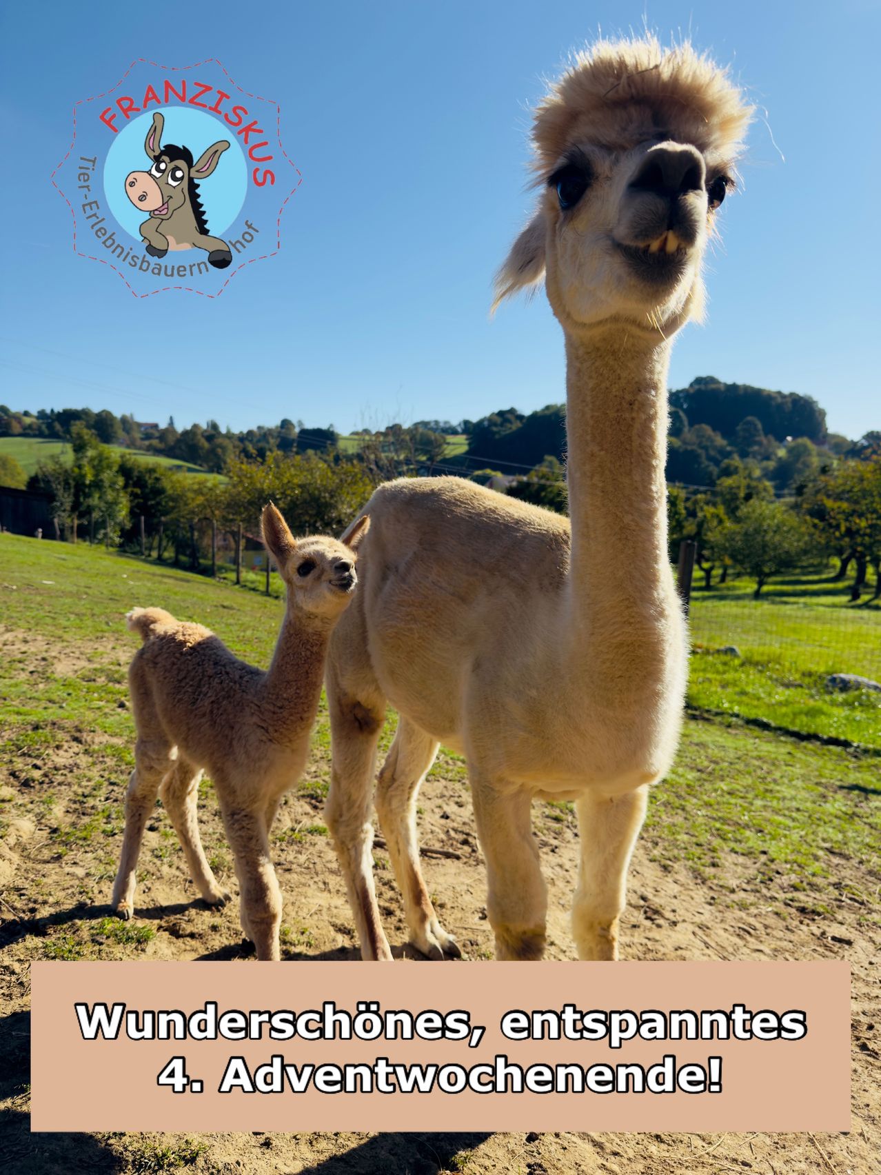 Ein erwachsenes Alpaka und sein Junges stehen zusammen in einem Grasfeld mit klarem Himmel und Hügeln im Hintergrund. Die Alpakas sind hellbraun.