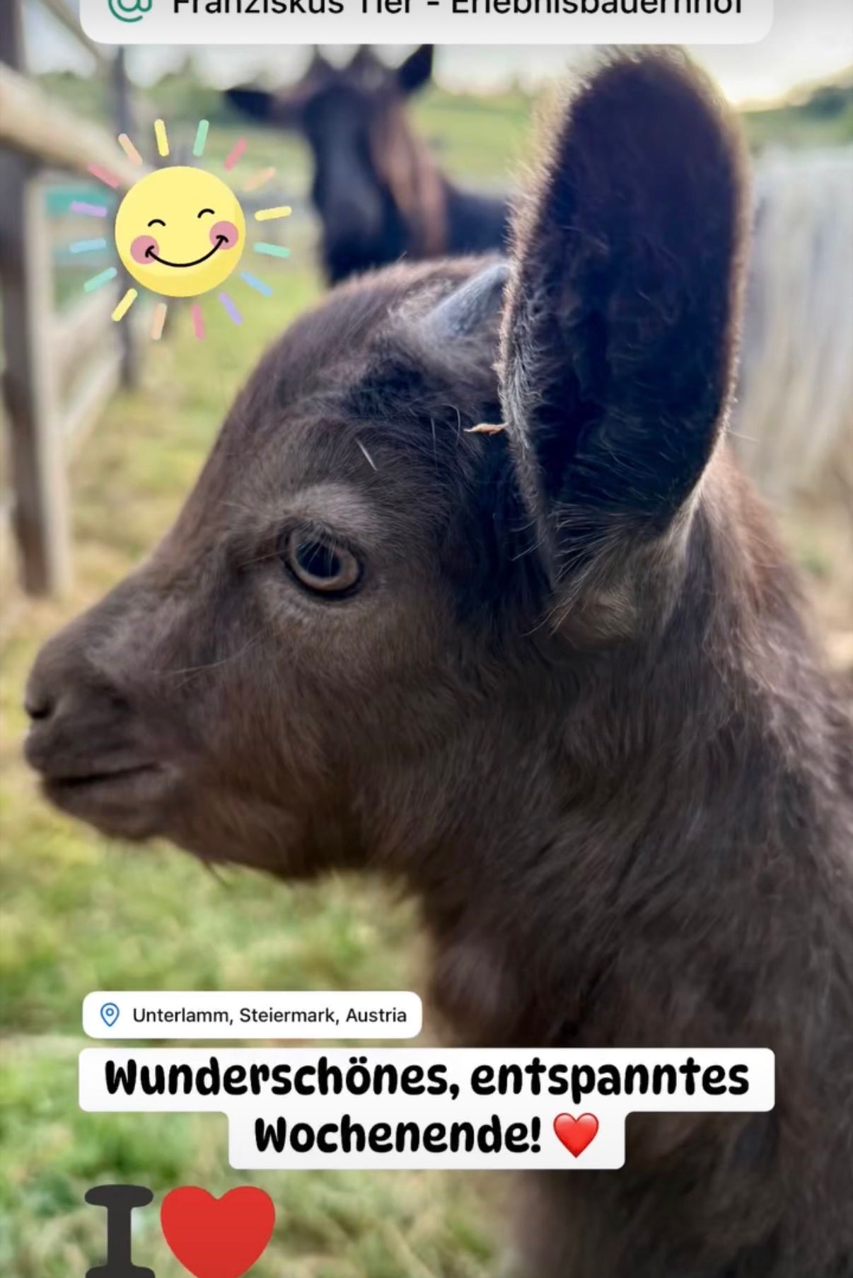 Ein Nahaufnahme eines jungen Ziegenbocks mit braunem Fell in Unterlamm, Steiermark, Österreich. Der Bock hat dunkle Augen und große Ohren. In der oberen linken Ecke ist eine lächelnde Sonne.