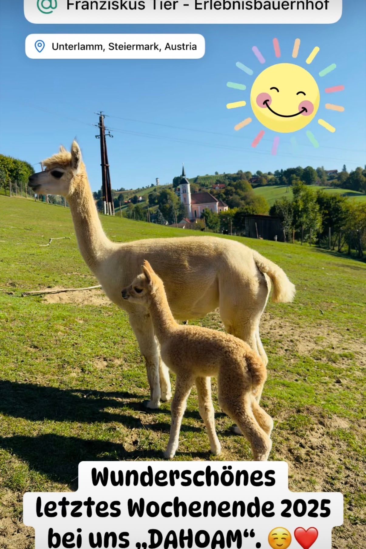 Ein Mutter- und Baby-Alpaka stehen auf einer grasbewachsenen Wiese, mit einer lächelnden Sonne über ihnen. Bäume und Gebäude sind im Hintergrund.