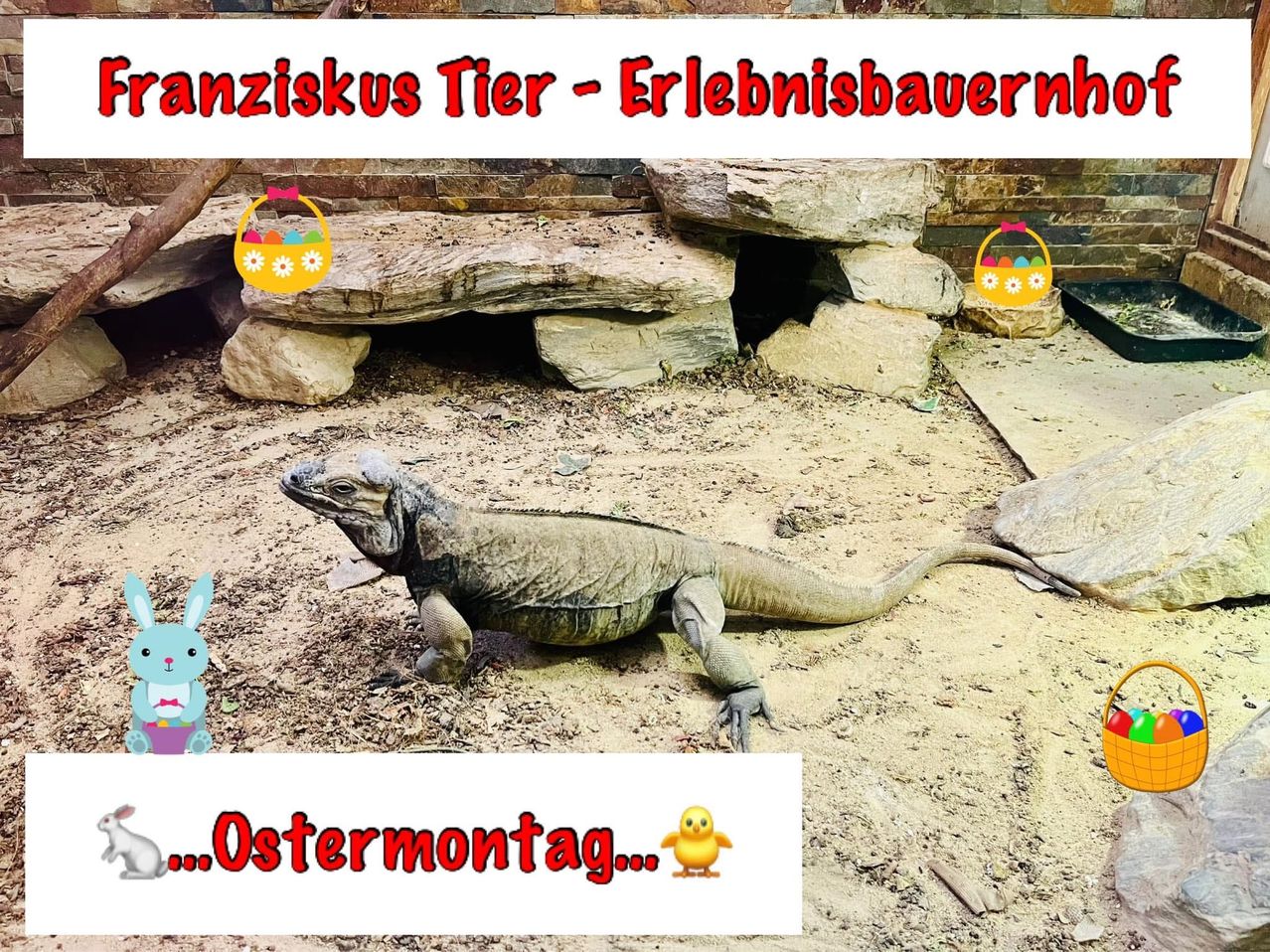 Eine Eidechse läuft in einer Freiluft-Zoo-Ausstellung mit Felsen und Ostereiern. Der Text oben lautet 'Franziskus Tier - Erlebnisbauernh'. Der Text unten sagt '...Ostermontag...' mit einem gelben Küken-Emoji.