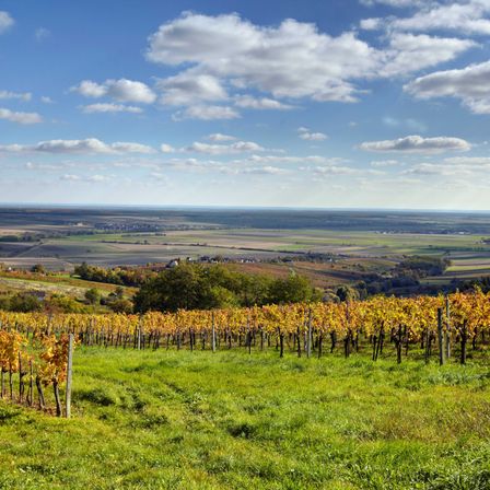 Bild enthält, Nature, Outdoors, Countryside, Rural, Farm, Sky, Vineyard, Scenery