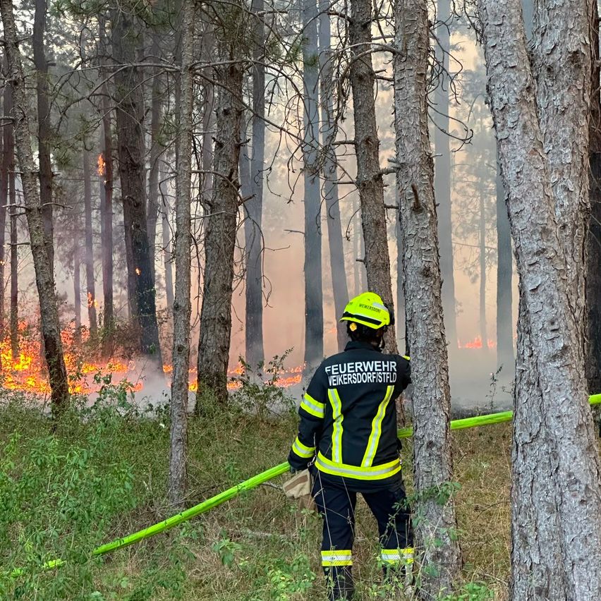 A firefighter in full gear stands in a forest, holding a hose, with flames and smoke in the background.