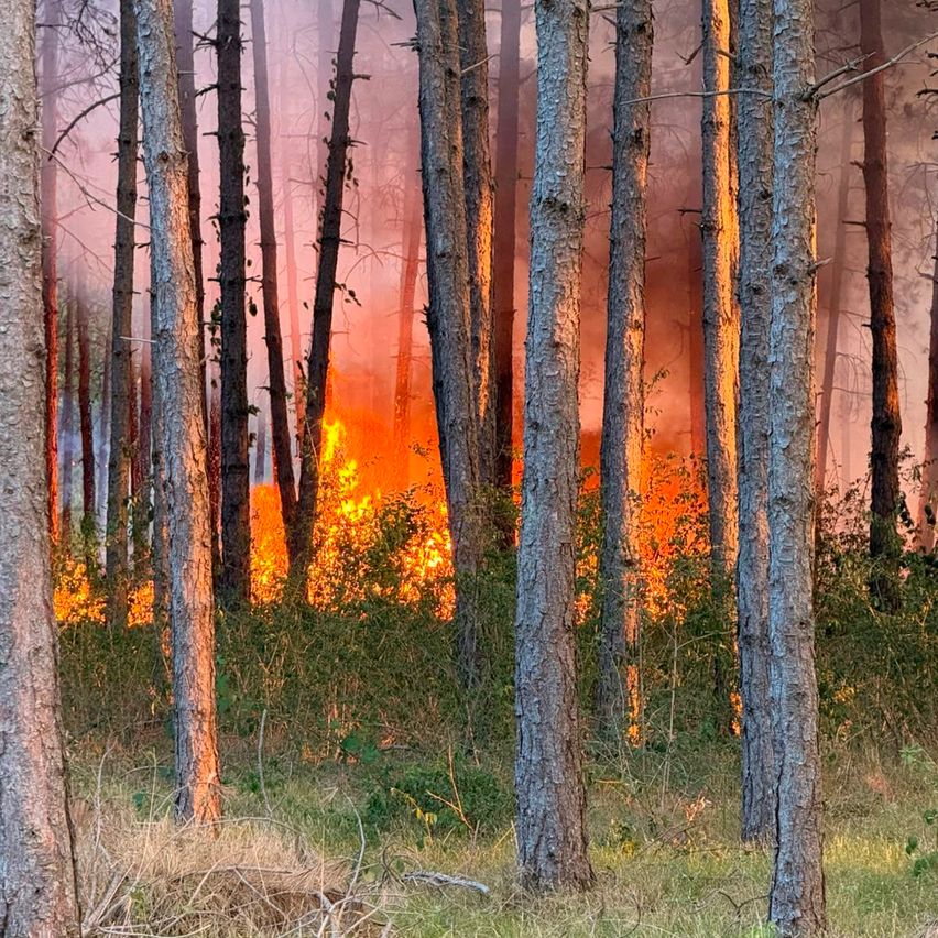 A forest fire burns through a dense woodland, with flames and smoke visible among the trees.