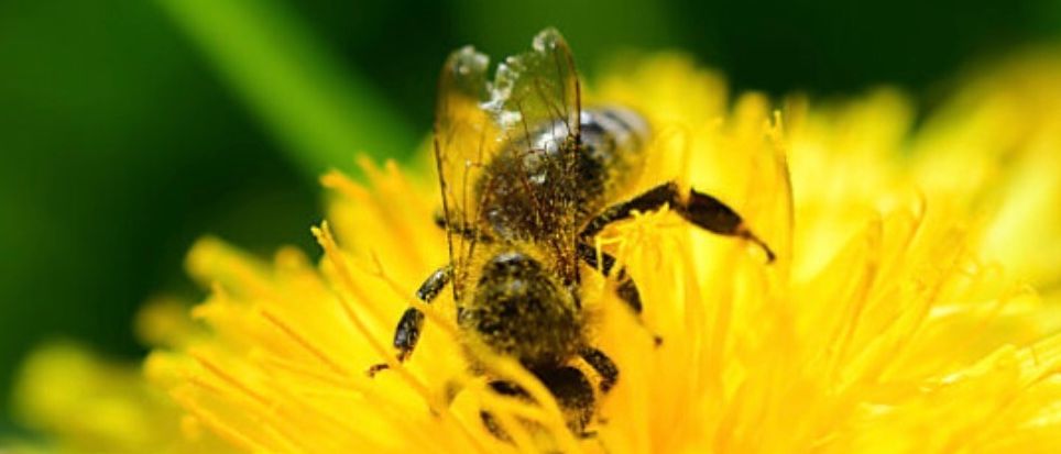 Eine Nahaufnahme einer Biene, die auf einer gelben Blume sitzt.