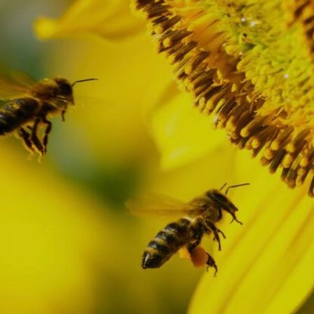 Zwei Bienen fliegen über eine gelbe Sonnenblume mit sichtbarem Pollen an ihren Beinen.
