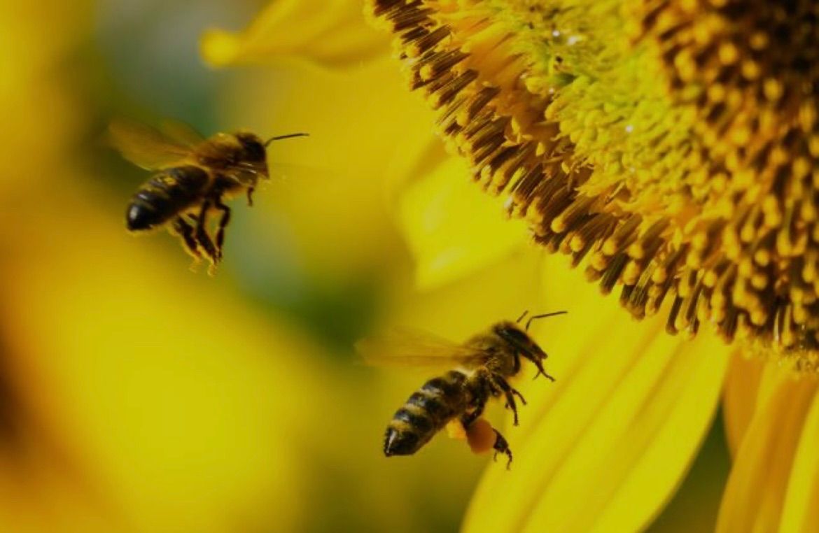 Zwei Bienen fliegen über eine gelbe Sonnenblume mit sichtbarem Pollen an ihren Beinen.