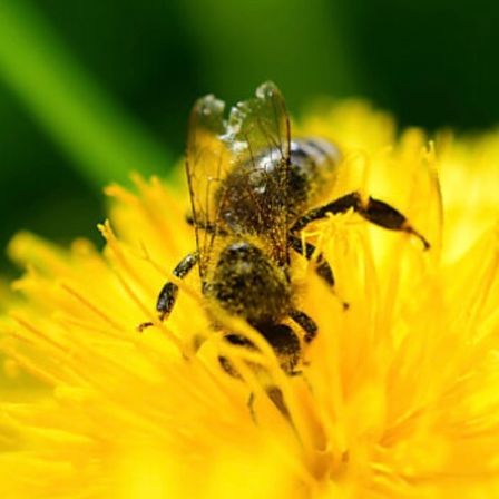 Eine mit Pollen bedeckte Honigbiene sitzt auf einer gelben Blume.