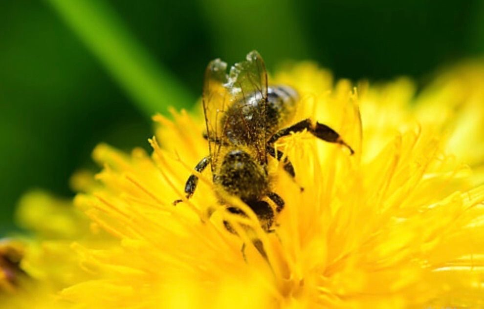 Eine mit Pollen bedeckte Honigbiene sitzt auf einer gelben Blume.