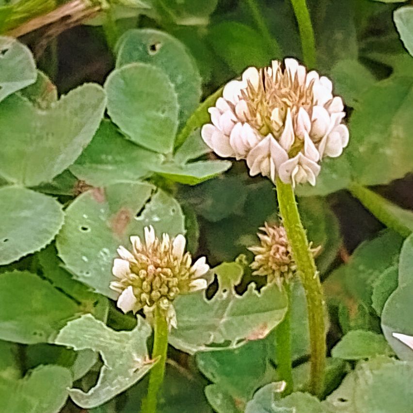 Ein Nahaufnahme einer weißen Kleeblüte mit herzförmigen Blättern im Hintergrund. Die Blüte hat ein gelbes Zentrum und ist von grünem Laub umgeben.