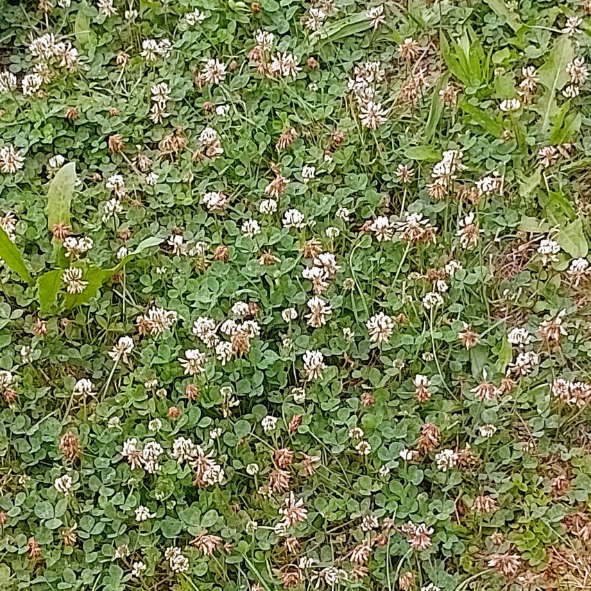 Ein Feld mit Kleeblumen, kleinen weißen Blüten und grünen Blättern. Die Kleeblumen sind dicht und bedecken den Boden.