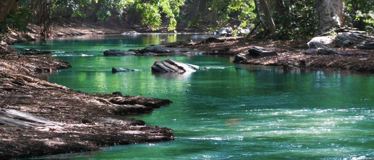 Ein ruhiger Fluss mit üppigem Grün an seinen Ufern, mit Felsen und einem klaren grünen Gewässer.