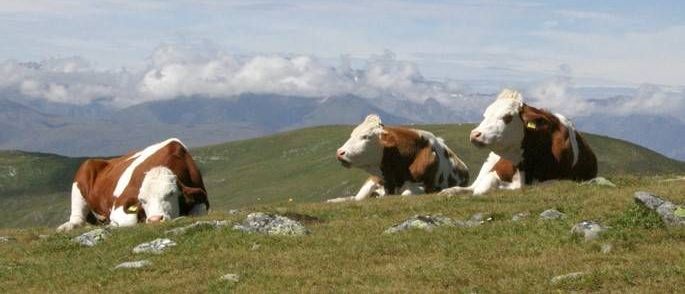 v1_migrated_image_43240708