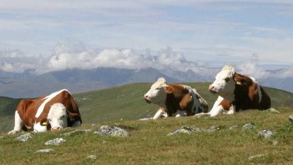 v1_migrated_image_43240708