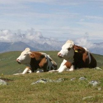 Bild enthält, Field, Grassland, Nature, Outdoors, Animal, Cattle, Cow, Livestock, Countryside, Pasture
