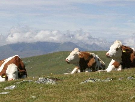 Bild enthält, Field, Grassland, Nature, Outdoors, Animal, Cattle, Cow, Livestock, Countryside, Pasture