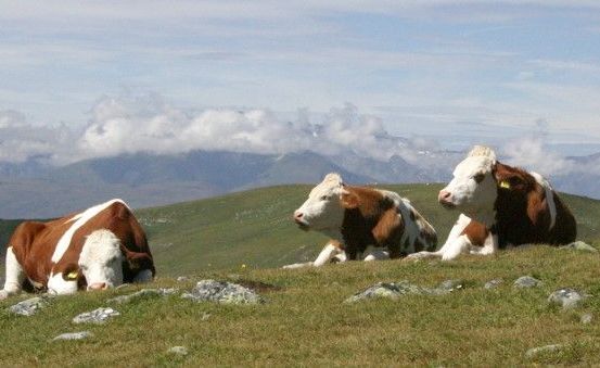 Bild enthält, Field, Grassland, Nature, Outdoors, Animal, Cattle, Cow, Livestock, Countryside, Pasture