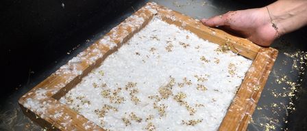 Ein hölzerner Rahmen, gefüllt mit weißem Pulver, möglicherweise eine Art Salz, wird von zwei Händen über einem Wasserbad gehalten. Das Pulver hat winzige goldene und weiße Partikel darauf gestreut.