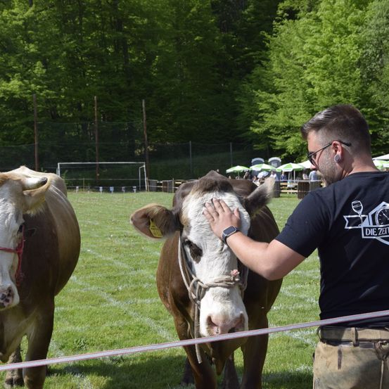 Bild enthält, Adult, Male, Man, Person, Animal, Cattle, Cow, Livestock, Mammal, Bull