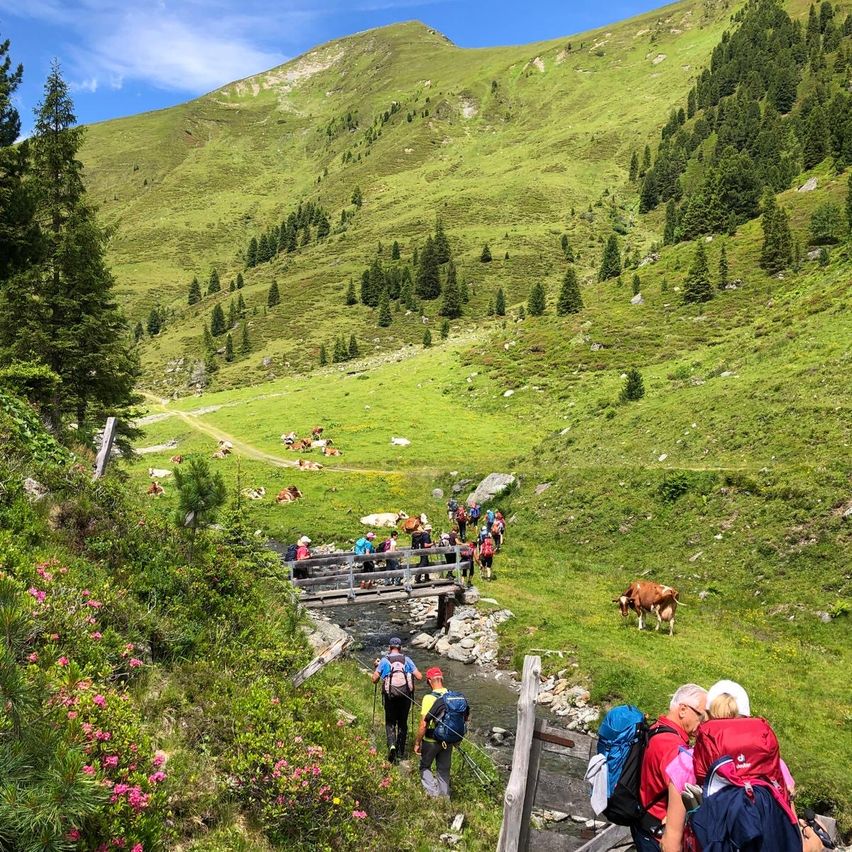 Bild enthält, Bag, Adult, Female, Person, Woman, Backpack, Backpacking, Hiking, Cow, Glasses