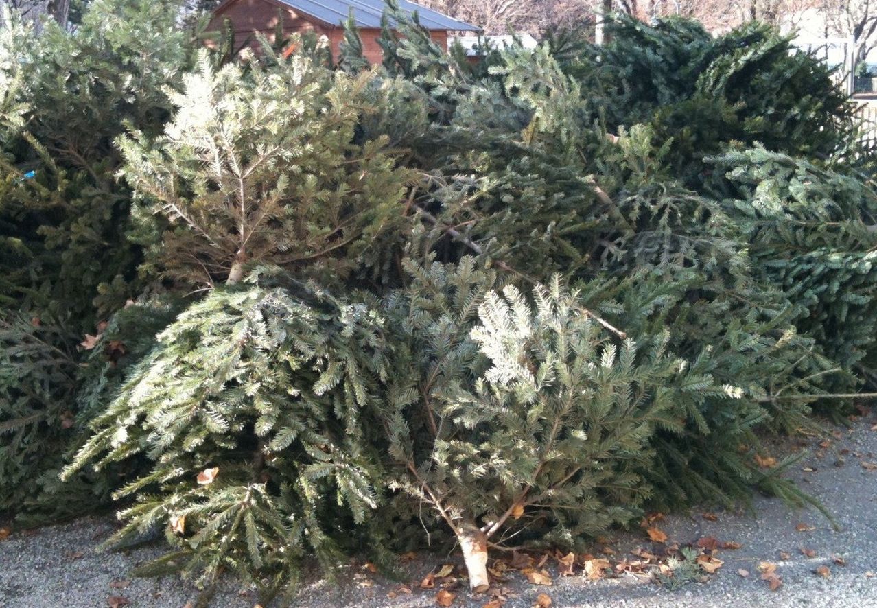 Ein Stapel geschnittener Weihnachtsbäume steht im Freien, wobei ein Schuppen im Hintergrund zu sehen ist.