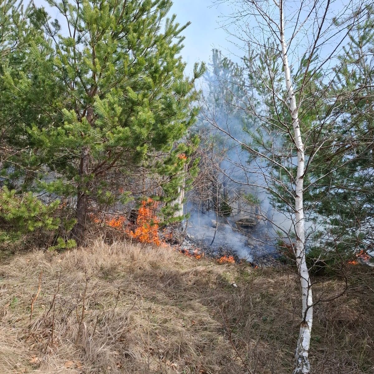 Ein Feuer brennt trockenes Gras und Büsche in einem Wald. Das Feuer ist von hohen Bäumen umgeben, darunter eine Kiefer und eine Birke. Rauch steigt vom Feuer auf.
