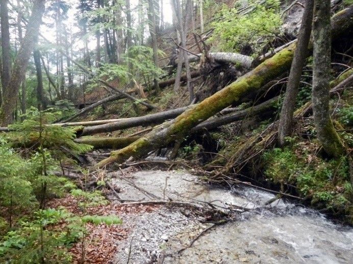 Ein umgestürzter Baum in einem Wald blockiert einen Bach, mit moosbedeckten Baumstämmen und heruntergefallenen Ästen an den Seiten.