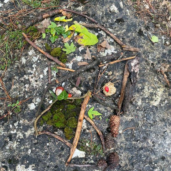 Bild enthält, Soil, Leaf, Plant, Tree, Moss, Vegetation, Rock, Conifer, Flower, Rainforest