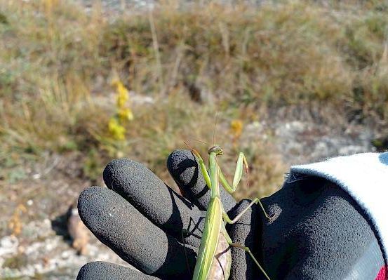 Eine Person hält eine Gottesanbeterin in der Hand, die in einem Grasbereich mit trockenen Pflanzen und kleinen Steinen steht.