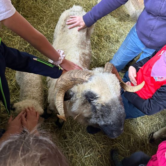 Eine Gruppe von Kindern streichelt und interagiert mit einem Schaf und einem Lamm in einem mit Heu gefüllten Bereich. Einige haben ihre Hände auf die Tiere gelegt.