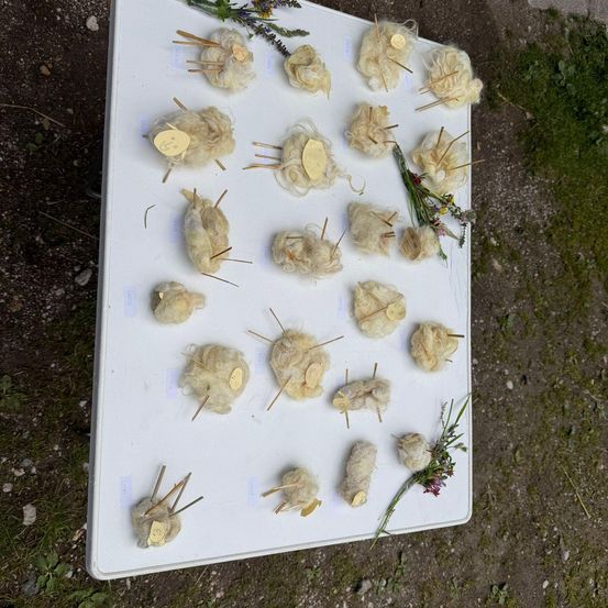 Ein weißer Tisch mit verschiedenen Wollproben, jede an einem Stiel mit einem gelben Etikett befestigt, vor einem Hintergrund aus Erde und Gras.
