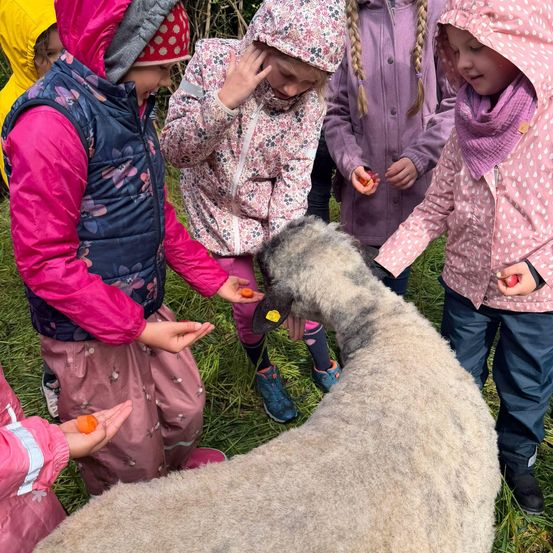Eine Gruppe von Kindern steht um ein Schaf auf einem Grasfeld und füttert es mit orangefarbenen Leckereien. Sie sind in bunten Regenmänteln gekleidet.