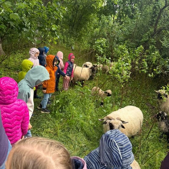 Kinder in Regenjacken beobachten eine Gruppe von Schafen, die in einem üppigen grünen Feld grasen, einige Schafe sind in der Nähe der Kinder.