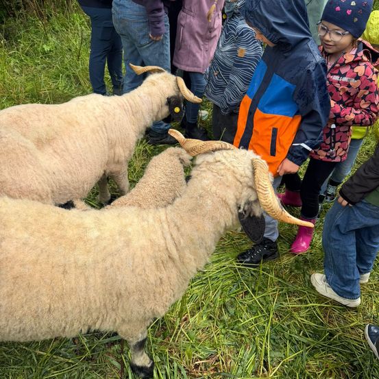 Zwei Schafe mit gebogenen Hörnern interagieren mit Kindern auf einer Wiese. Die Kinder tragen Jacken, Stiefel und eine Brille. Ein Schaf hat ein gelbes Etikett am Ohr.