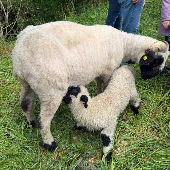 Ein Schaf mit einem gelben Etikett am Ohr füttert sein neugeborenes Lamm auf einem Grasfeld.