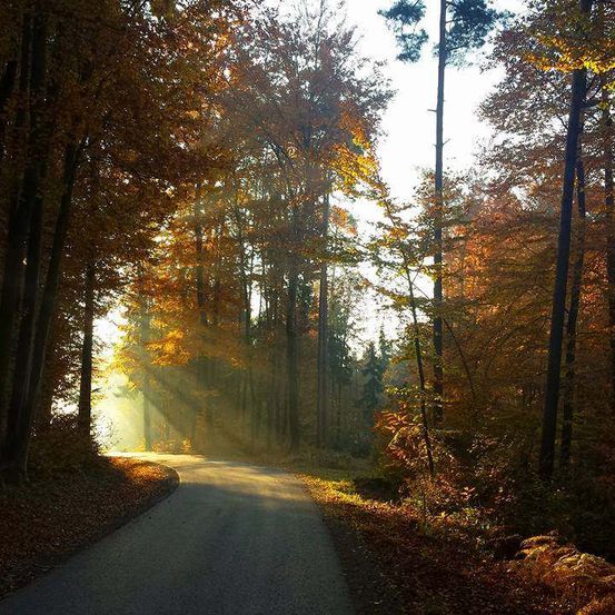 Ein sonniger Pfad schlängelt sich durch einen Herbstwald, mit goldenen Blättern auf dem Boden und Sonnenlicht, das durch die Bäume fällt.