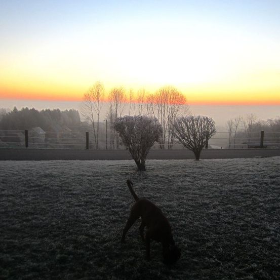 Ein brauner Hund schnüffelt am frostigen Morgen am Boden. Bäume und ein Zaun sind im Hintergrund.