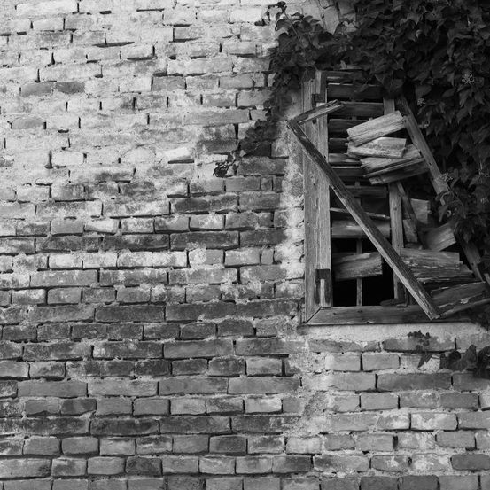Schwarz-Weiß-Bild einer Ziegelmauer mit einem zerbrochenen Fensterrahmen, der von Ranken bedeckt ist.