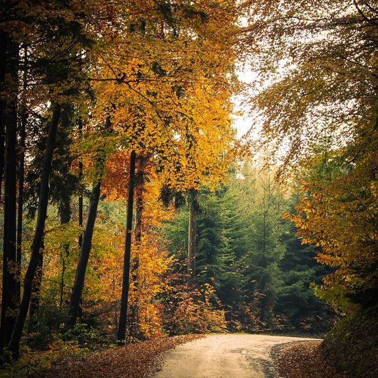 Ein schmaler Waldweg mit Bäumen auf beiden Seiten. Blätter fallen auf den Boden. Das Sonnenlicht filtert durch die Bäume.
