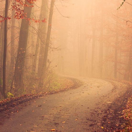 Eine neblige Straße, umgeben von Bäumen mit roten und orangefarbenen Blättern, mitten im Wald. Der Boden ist mit abgefallenen Blättern bedeckt.